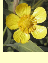 Лютик длиннолистый (Ranunculus lingua L) Лютик длиннолистый (Ranunculus lingua L)